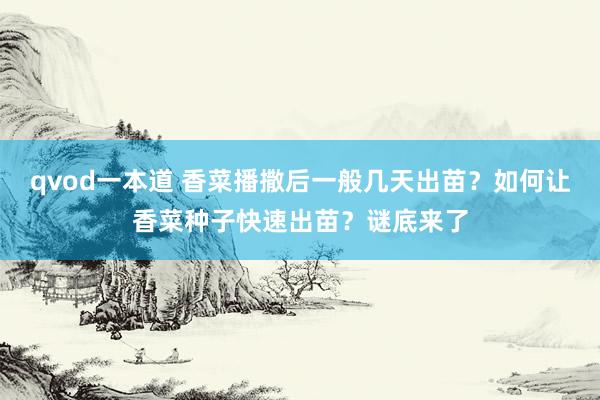 qvod一本道 香菜播撒后一般几天出苗？如何让香菜种子快速出苗？谜底来了