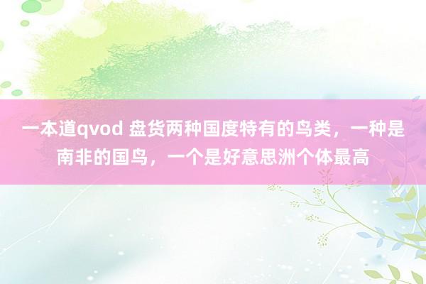 一本道qvod 盘货两种国度特有的鸟类，一种是南非的国鸟，一个是好意思洲个体最高