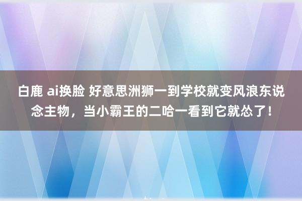 白鹿 ai换脸 好意思洲狮一到学校就变风浪东说念主物，当小霸王的二哈一看到它就怂了！