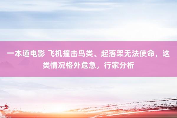 一本道电影 飞机撞击鸟类、起落架无法使命，这类情况格外危急，行家分析