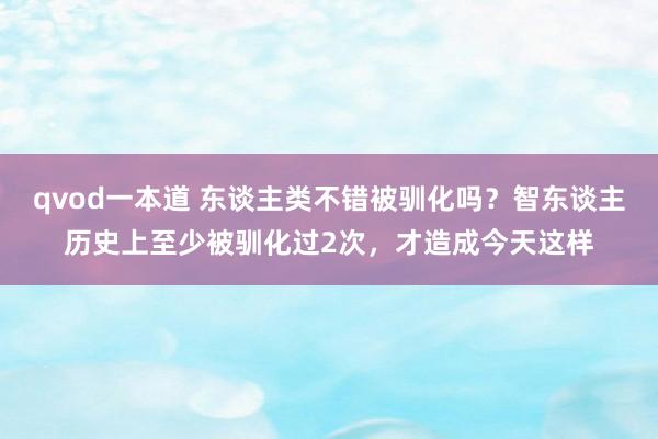 qvod一本道 东谈主类不错被驯化吗？智东谈主历史上至少被驯化过2次，才造成今天这样